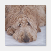 Sad, Lonely, Adorable, & Cute GoldenDoodle Dog Magnet