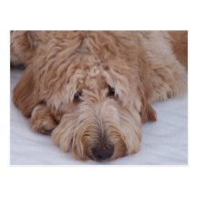 Sad, Lonely, Adorable, & Cute GoldenDoodle Dog Postcard