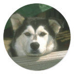 Sad Puppy Stickers
