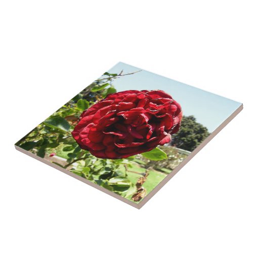 Sad Red Rose Tiles