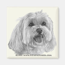 Sadie, Maltese Magnets