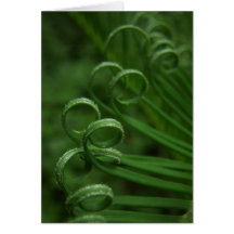 Sago Palm Frond Growth Postcard