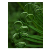 Sago Palm Frond Postcard