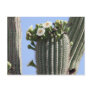 Saguaro Blooms Postcard