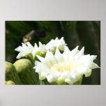 Saguaro blooms posters