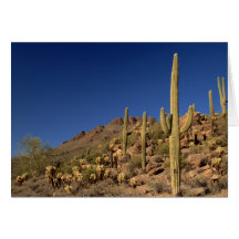 Saguaro cacti and Tucson Mountains, Tucson Greeting Cards