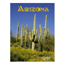 Saguaro cacti and yellow wildflowers, Arizona Post Card