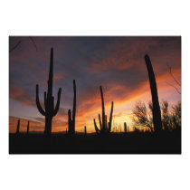 saguaro cacti, Carnegiea gigantea, after