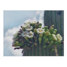 Saguaro cacti postcard