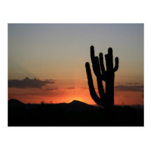 Saguaro Cactus at Sunset Post Card