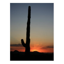 Saguaro Cactus at Sunset Post Cards