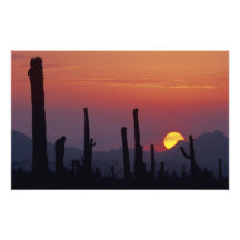 Saguaro Cactus Carnegiea gigantea), Sunset, Photo