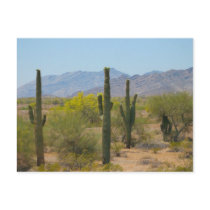 Saguaro Cactus Postcards
