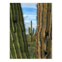 Saguaro Cactus Postcard