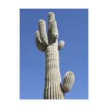 Saguaro Cactus, Scottsdale, Arizona Postcards