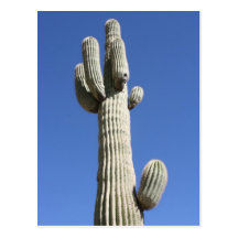 Saguaro Cactus, Scottsdale, Arizona Postcards