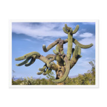 Saguaro Monster Postcard