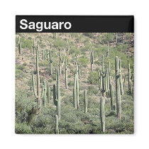 Saguaro National Park Refrigerator Magnets