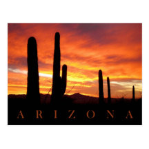 Saguaros Silhouetted Against Blazing Sunset, AZ Post Cards