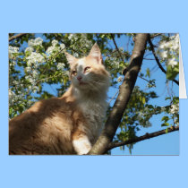 Sahara Cat In A Tree Greeting Card cards