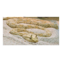 Saharan Horned Desert Viper Cerastes Cerastes Customized Photo Card