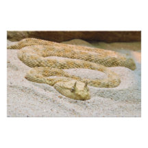 Saharan Horned Desert Viper Cerastes Cerastes Photograph
