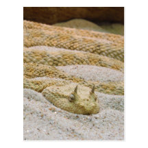 Saharan Horned Desert Viper Cerastes Cerastes Post Cards