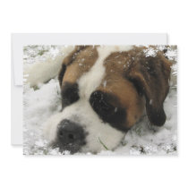 Saint Bernard in Snow on Invitation