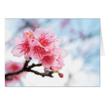 Sakura Carte