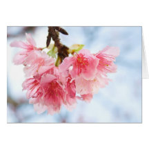 Sakura Cartes De Vœux