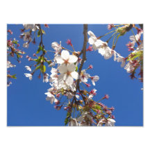 Sakura Photograph