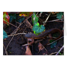 Salamander Exploring the World Greeting Cards