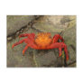 Sally Lightfoot Crab postcard