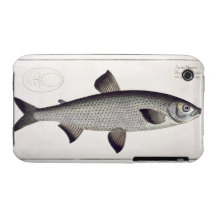(Salmo Maraena) plat saumoné XXVII de 'Ichthyolo Coque Case-Mate iPhone 3