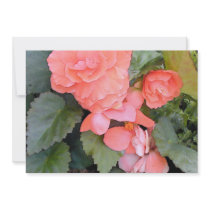 Salmon Begonia