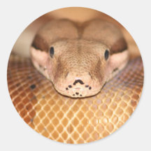 Salmon Boa Sticker