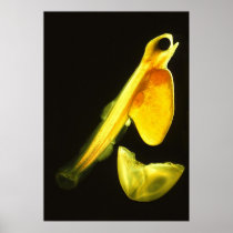 Salmon egg hatching Salmo salar Posters