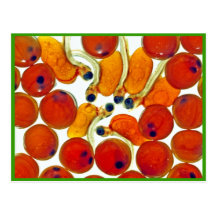 Salmon Eggs and Fry Postcards