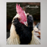 Salmon Faverolles Rooster Poster