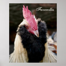 Salmon Faverolles Rooster Poster