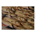 salmon heads cards