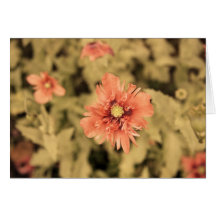 Salmon Opium Poppies on Green Cards