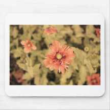 Salmon Opium Poppies on Green Mouse Pad