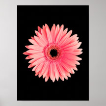 Salmon Pink Daisy on Black - Customized Daisies Posters