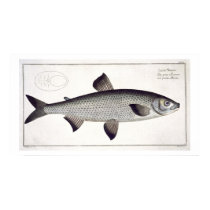Salmon (Salmo Maraena) plate XXVII from 'Ichthyolo posters
