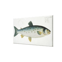 Salmon (Salmo Salar) plate XX from 'Ichthyologie, canvas prints