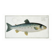Salmon (Salmo Salar) plate XX from 'Ichthyologie, posters
