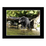 "Salmon Spotting" Black Bear Gifts Post Card