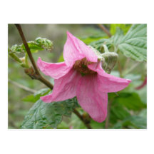 Salmonberry Blossom, Unalaska Island Post Cards