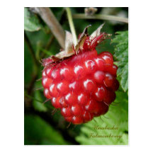 Salmonberry, Unalaska Island Postcards
